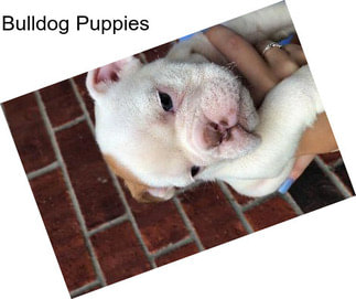 Bulldog Puppies