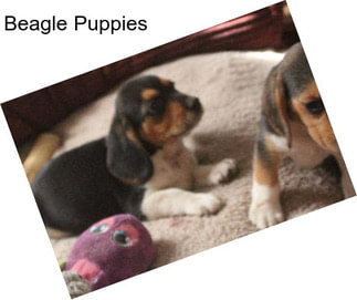 Beagle Puppies