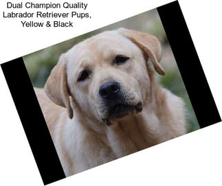 Dual Champion Quality Labrador Retriever Pups, Yellow & Black