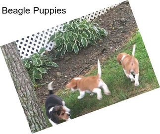 Beagle Puppies