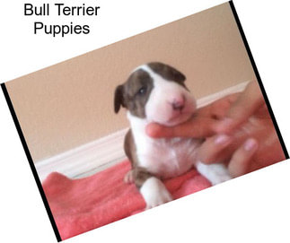 Bull Terrier Puppies