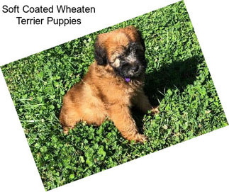 Soft Coated Wheaten Terrier Puppies