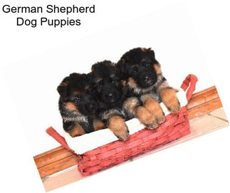 German Shepherd Dog Puppies