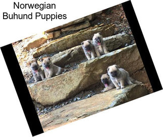 Norwegian Buhund Puppies