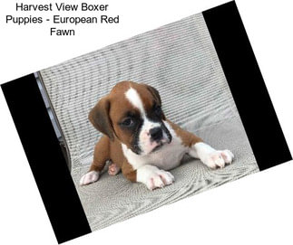 Harvest View Boxer Puppies - European Red Fawn