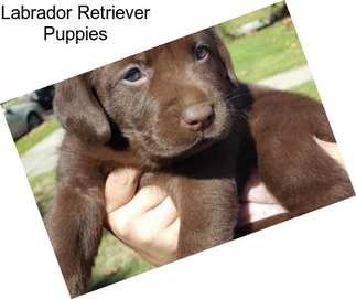 Labrador Retriever Puppies