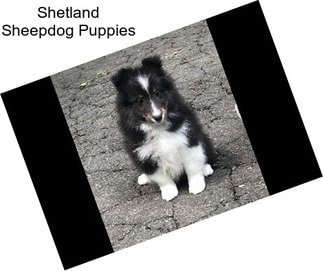 Shetland Sheepdog Puppies