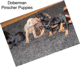 Doberman Pinscher Puppies