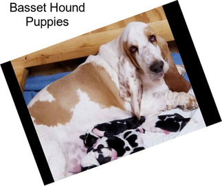 Basset Hound Puppies