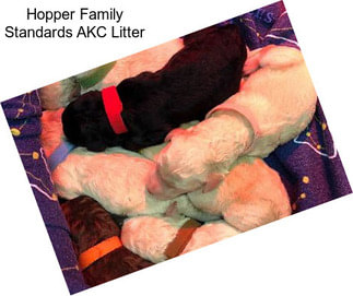 Hopper Family Standards AKC Litter