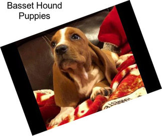 Basset Hound Puppies