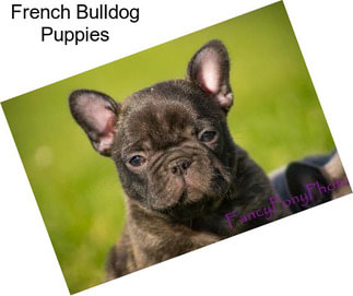 French Bulldog Puppies