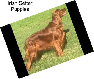 Irish Setter Puppies