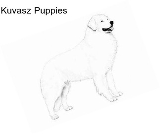 Kuvasz Puppies