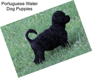 Portuguese Water Dog Puppies