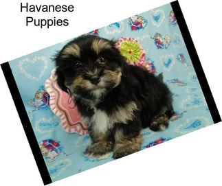 Havanese Puppies