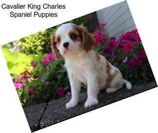 Cavalier King Charles Spaniel Puppies