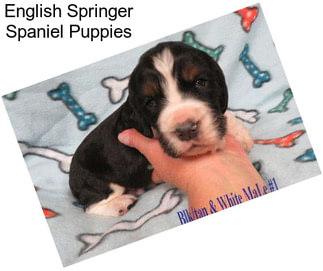 English Springer Spaniel Puppies