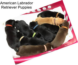 American Labrador Retriever Puppies