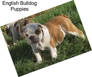 English Bulldog Puppies