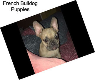 French Bulldog Puppies