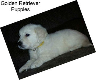 Golden Retriever Puppies