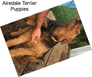 Airedale Terrier Puppies