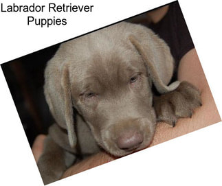 Labrador Retriever Puppies