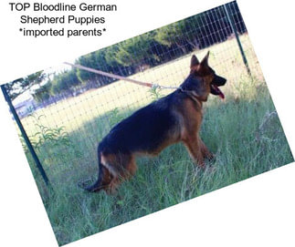 TOP Bloodline German Shepherd Puppies *imported parents*