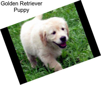 Golden Retriever Puppy