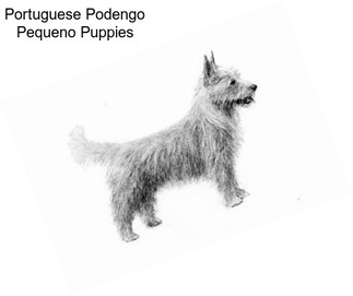Portuguese Podengo Pequeno Puppies