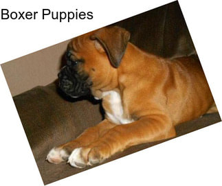 Boxer Puppies