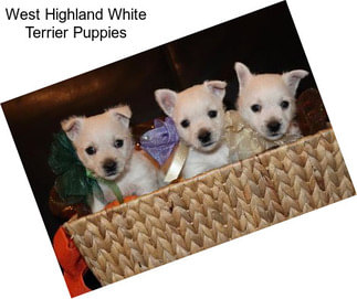 West Highland White Terrier Puppies