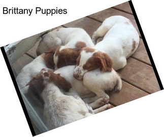 Brittany Puppies