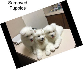 Samoyed Puppies