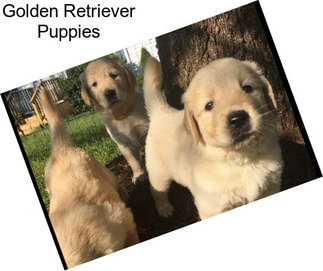 Golden Retriever Puppies