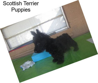 Scottish Terrier Puppies