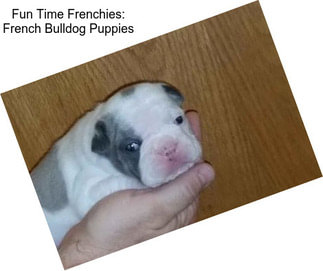 Fun Time Frenchies: French Bulldog Puppies