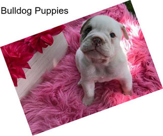 Bulldog Puppies