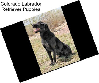 Colorado Labrador Retriever Puppies