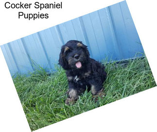 Cocker Spaniel Puppies