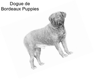 Dogue de Bordeaux Puppies