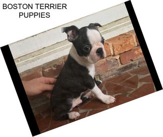 BOSTON TERRIER PUPPIES