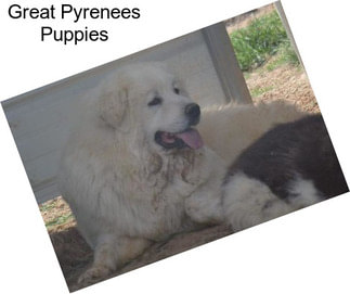 Great Pyrenees Puppies