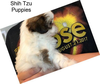 Shih Tzu Puppies