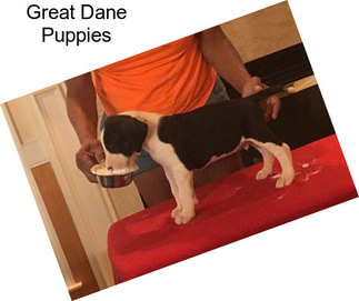 Great Dane Puppies