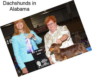 Dachshunds in Alabama