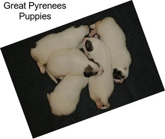 Great Pyrenees Puppies