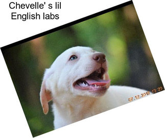 Chevelle\' s lil English labs