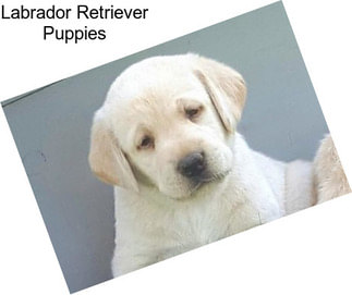 Labrador Retriever Puppies